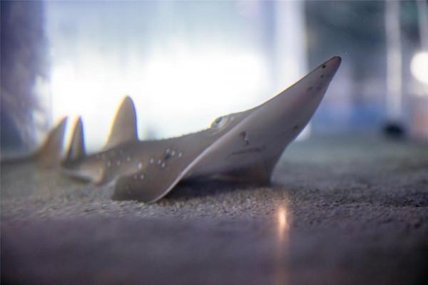 世界首例！極危物種及達尖犁頭鰩在珠海成功繁育