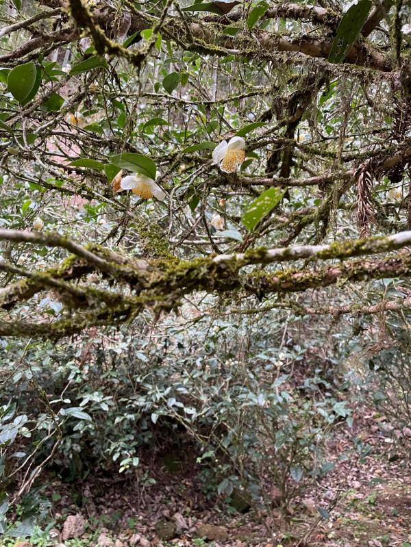 小姐姐們一起走進武夷山正巖茶產區
