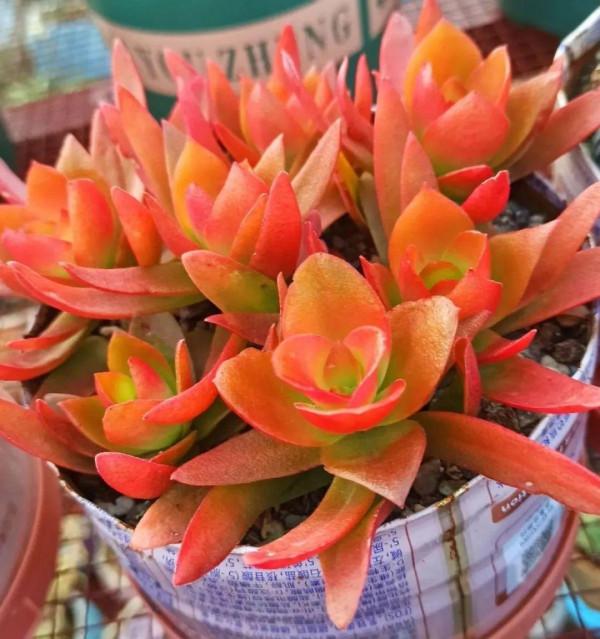 6種多肉，夏天不休眠，而且瘋狂生長