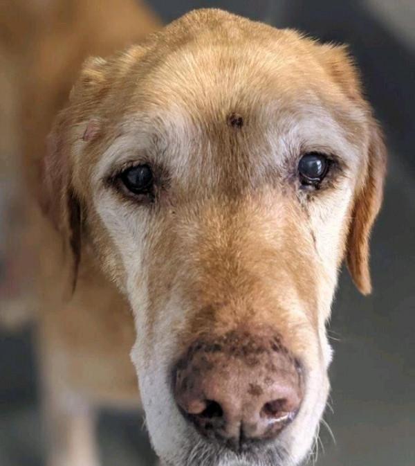 老狗與主人10年後重逢，它一眼就認出“爸爸”，眼裡含滿了淚水