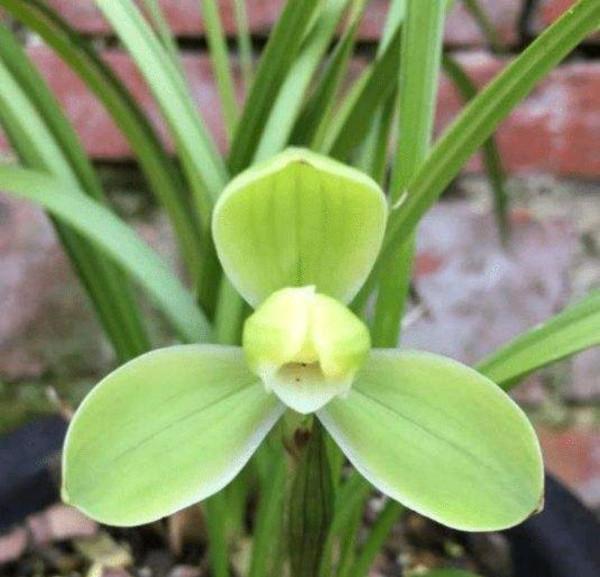 冬養春蘭虐虐，開品更好開花更香