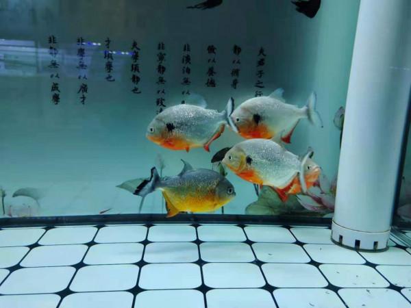 觀賞魚身體發白、食慾不振，之後就會慢慢死去，可以治療嗎？