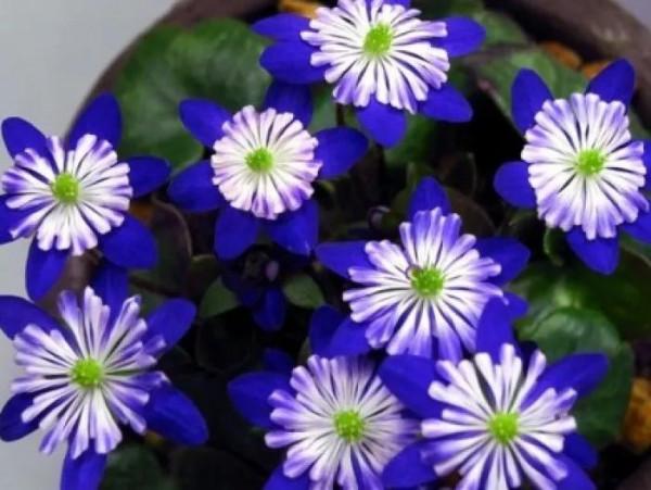 雪割草，漂亮而名貴的花