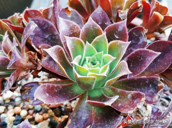 法師多肉都成功度夏了?來看秋天它們啥時候甦醒,以免陰溝裡翻船 法師多肉都成功度夏了?來看秋天它們啥時候甦醒,以免陰溝裡翻船