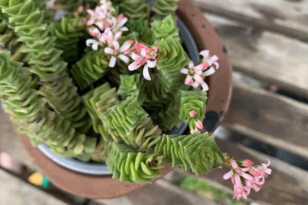 「綠帆」又叫綠寶塔景天科青鎖龍屬多肉植物,小型種,易群生 「綠帆」又叫綠寶塔景天科青鎖龍屬多肉植物,小型種,易群生