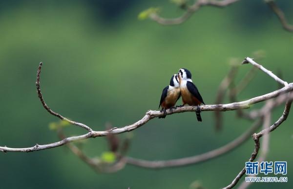 又萌又兇 小型猛禽紅腿小隼瞭解一下