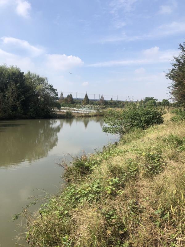 飛機塘上飛，遍地是墳墓，釣淺水小魚拖著玉米跑