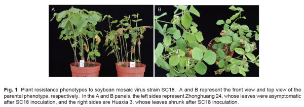 大豆花葉病毒病抗性基因Rsc18精細定位和遺傳分析