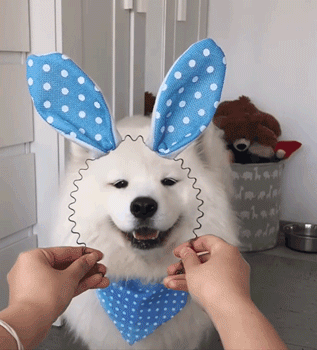 盤點最“慫”的幾種狗,不能保護主人,溜得比誰都快 盤點最“慫”的幾種狗,不能保護主人,溜得比誰都快