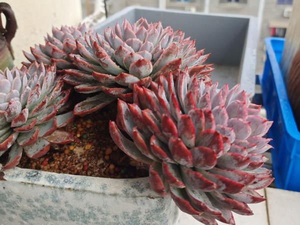 女王系多肉中顏色最夢幻的品種紫羅蘭女王,秋季開始上色了,真美 女王系多肉中顏色最夢幻的品種紫羅蘭女王,秋季開始上色了,真美