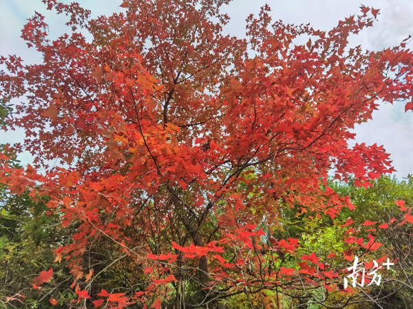 初冬始興北山層林盡染,漫山紅葉似彩霞 初冬始興北山層林盡染,漫山紅葉似彩霞