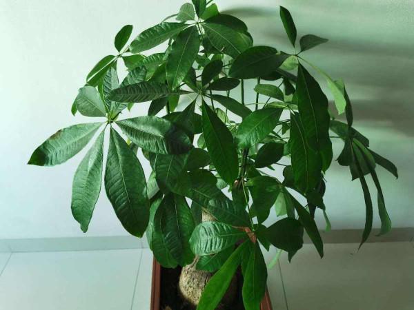 養4種花別&OpenCurlyDoubleQuote;手賤&rdquo;，粗放養護才能養得好，越勤快越養不活