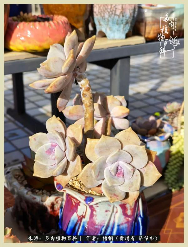 世間瞬息萬變，我們的友誼不變，閨蜜相聚，賞肉言歡