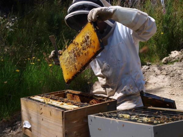 蜂蜜是大自然的饋贈，糖尿病患者喝也不會升血糖？難道是真的？