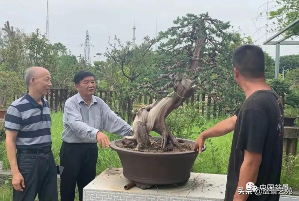 老樹閒看百鳥歸——訪著名盆景藝術家曹志振先生