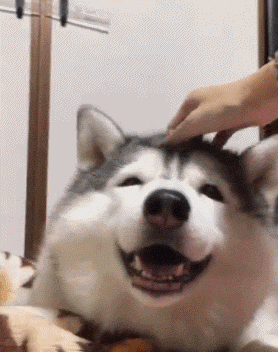 被評為&OpenCurlyDoubleQuote;無攻擊性&rdquo;的3種狗，城市也能養