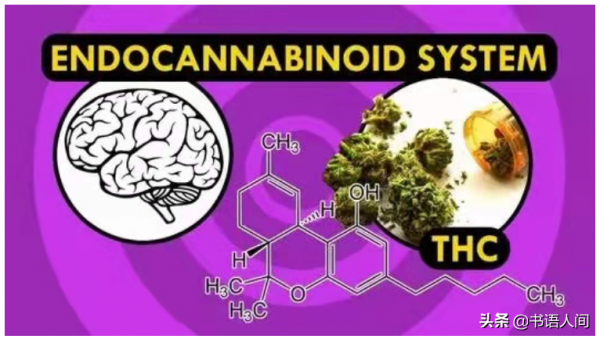 運動會讓人身心愉悅、人際關係良好，是有科學依據的