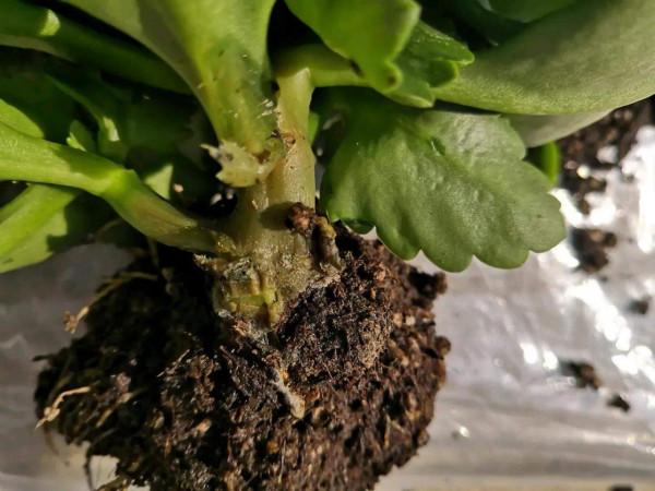 這些花就算長再大也只適合用“小盆”栽，大盆栽種易黑腐、爛根