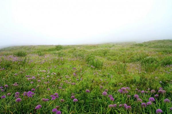 霧裡看花——韭菜坪
