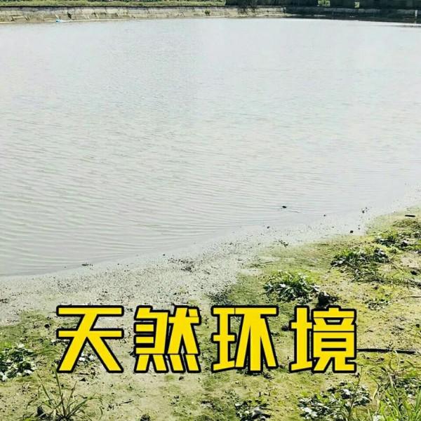 大叔深山養殖:八萬只團魚,兩三年過後,讓他大賺了三千六百萬元 大叔深山養殖:八萬只團魚,兩三年過後,讓他大賺了三千六百萬元