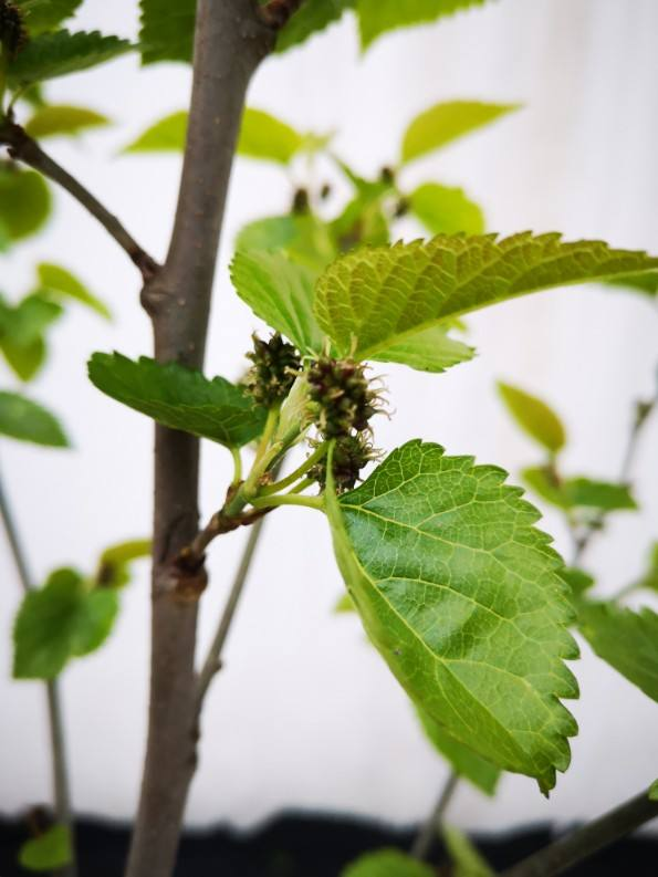 院子裡不能種桑樹,非常不吉利,這是迷信還是科學? 院子裡不能種桑樹,非常不吉利,這是迷信還是科學?