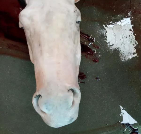 山東大哥賣驢頭，加啤酒炒糖色，4個冷盤免費送