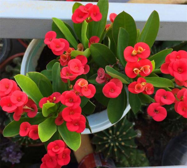 喜歡“小盆”的12種花，幹養多曬，擠著養，枝葉翠綠花大如碗