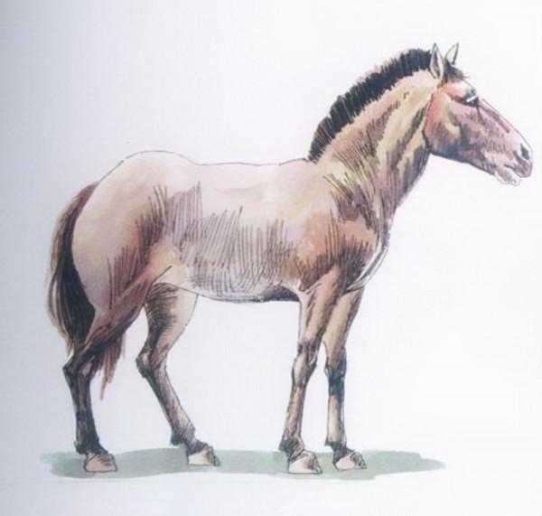 殖民時代，被人類滅絕的23種可愛的動物，如今只留下了最後的圖片