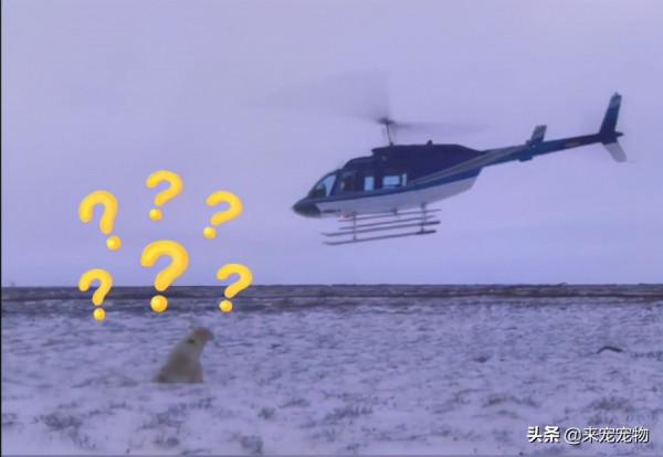 “白化病”棕熊被送往北極，被凍得直打哆嗦