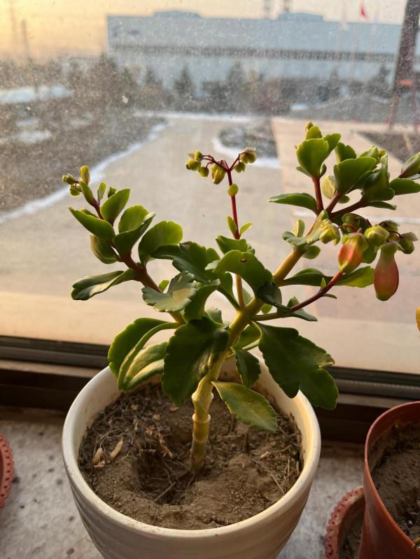 落地生根對比宮燈長壽花