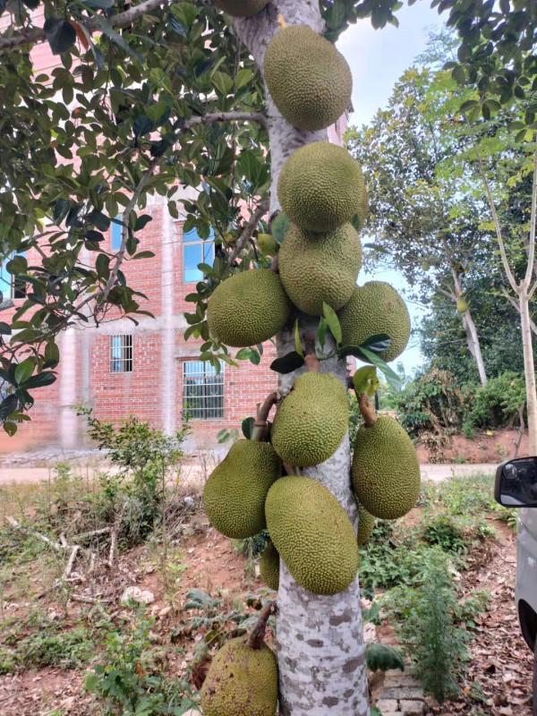 紅江農場,水果特別多,你最喜歡哪個? 紅江農場,水果特別多,你最喜歡哪個?