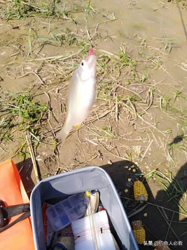 晨釣一不小心捅了鰟鮍窩