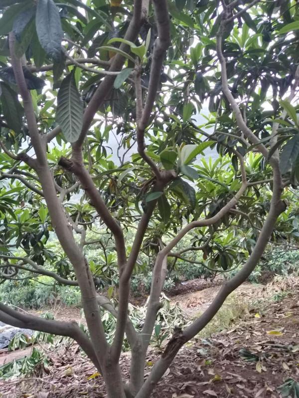 一棵枇杷樹一年產值300元,比種土豆紅苕小麥划得來 一棵枇杷樹一年產值300元,比種土豆紅苕小麥划得來