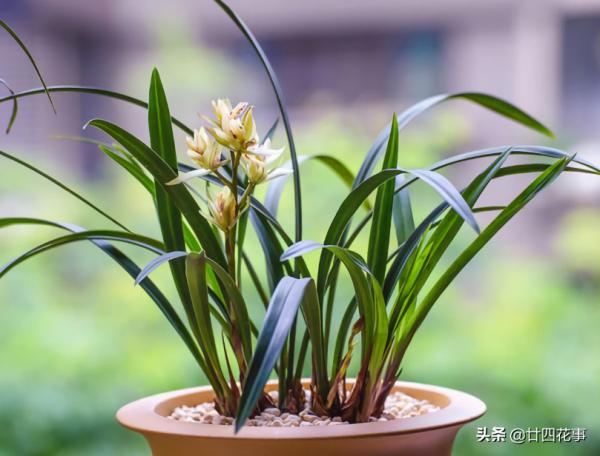 蘭花好容易出了花苞,又消苞了?教你“護苞6招”,放心等待花開 蘭花好容易出了花苞,又消苞了?教你“護苞6招”,放心等待花開