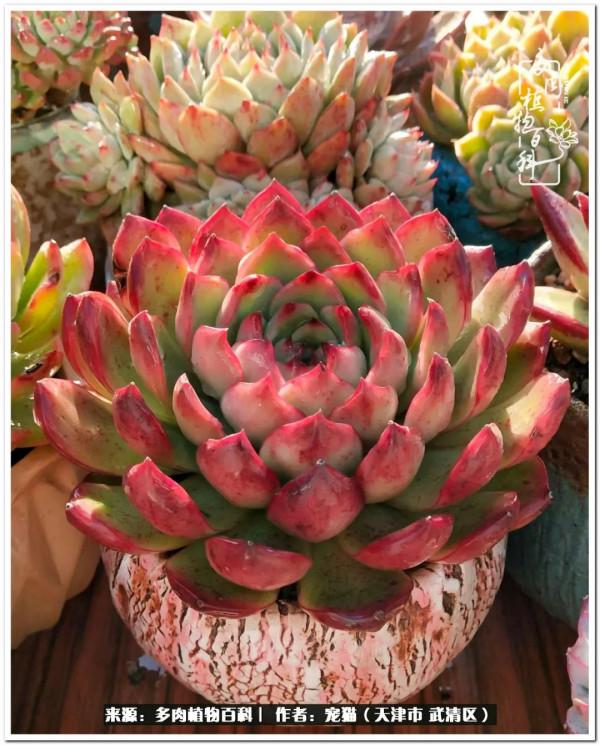 人生紛亂奈我幾何，與多肉相伴度年華