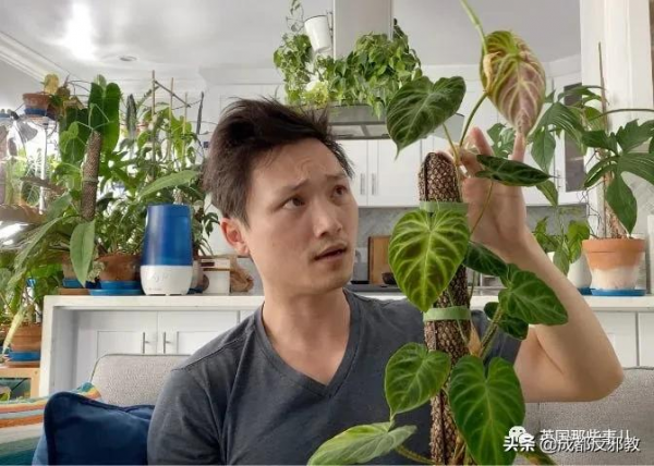 被疫情困太久，歐美年輕人開始瘋狂囤積綠植，借錢都要買？