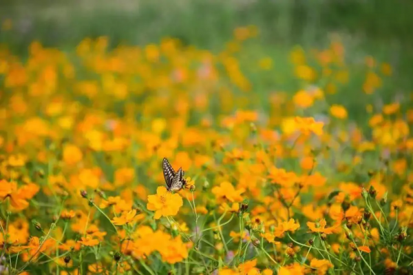 提前預熱第四波——半湯最美秋景 提前預熱第四波——半湯最美秋景