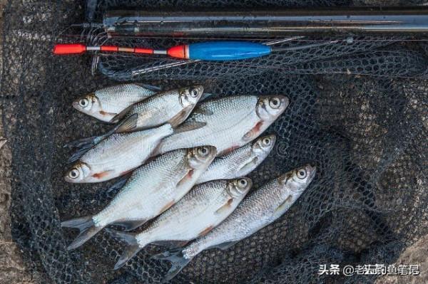 釣白條魚真的容易嗎？資源和技巧缺一不可
