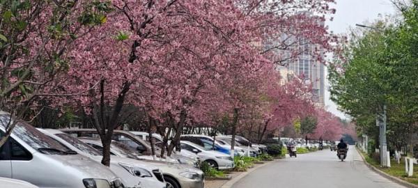 白石江兩岸冬櫻花盛開市民賞櫻花的好去處