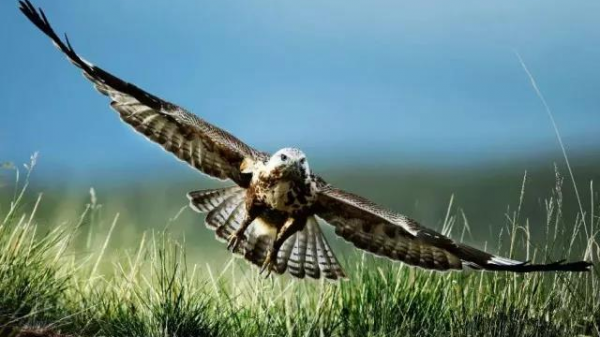 天蒼蒼 野茫茫 塞上草原秋色正好