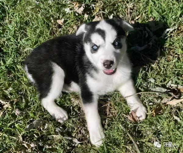 兩隻超高顏值的哈士奇相戀，可沒想到居然生下一隻斷案狗