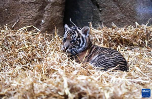 虎年看虎：倫敦動物園喜迎蘇門答臘小萌虎