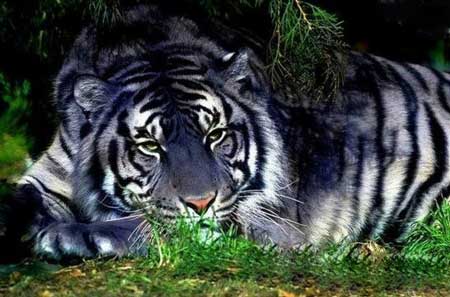 黑藍虎滅絕了嗎？黑藍虎是否真實存在？