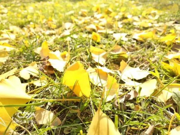 滿城銀杏黃！金燦燦的城區觀賞圖鑑來了