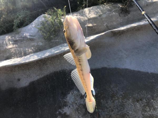 今年的楞巴魚咬口季，我還是溜達釣，這一箱子魚獲真過癮