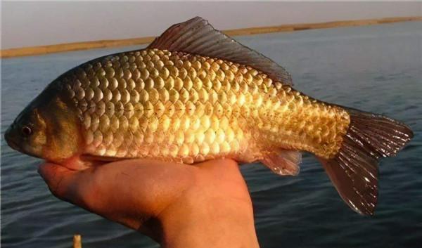 路燈裡面藏鯽魚，你說稀奇不稀奇？看看鯽魚的生命力有多頑強