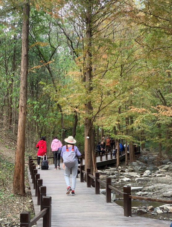 北京各大公園秋日彩葉惹人醉，市民遊園忙賞秋