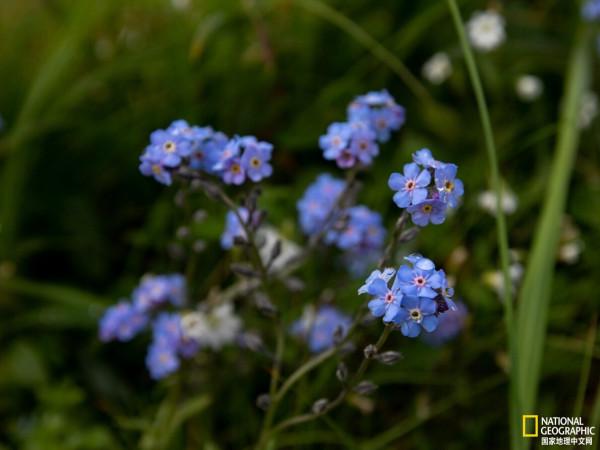 來阿拉斯加圓島,聽海象歌唱 來阿拉斯加圓島,聽海象歌唱