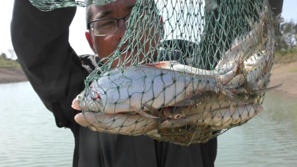 暮春野釣小魚攻略，比大魚好吃，釣個幾斤不是問題