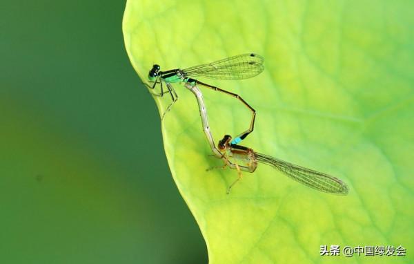 IUCN最新評估：全球6016種蜻蜓和豆娘中，約16&percnt;瀕臨滅絕